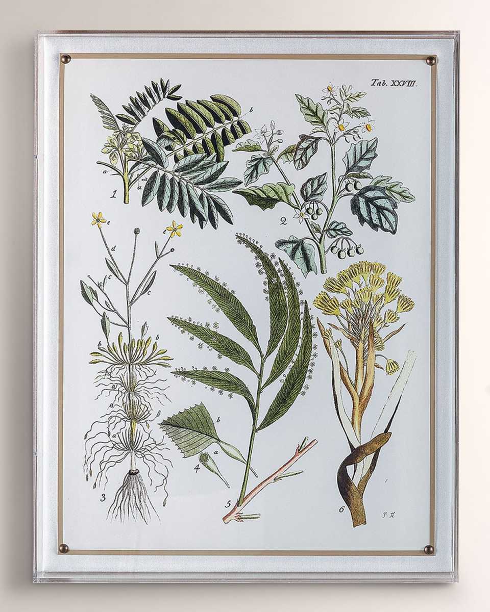 "Ferns I" Giclee
