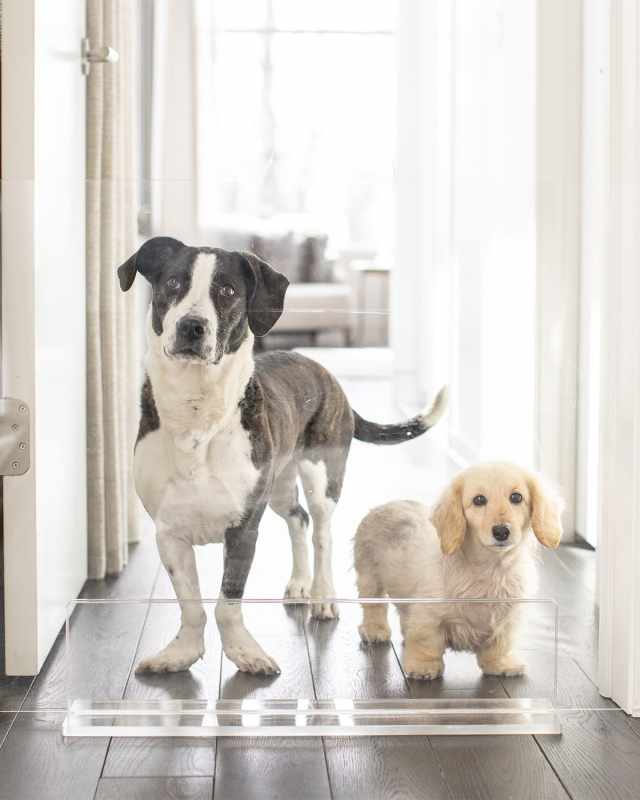 Clear Freestanding Pet Gate Panel, 36" Wid