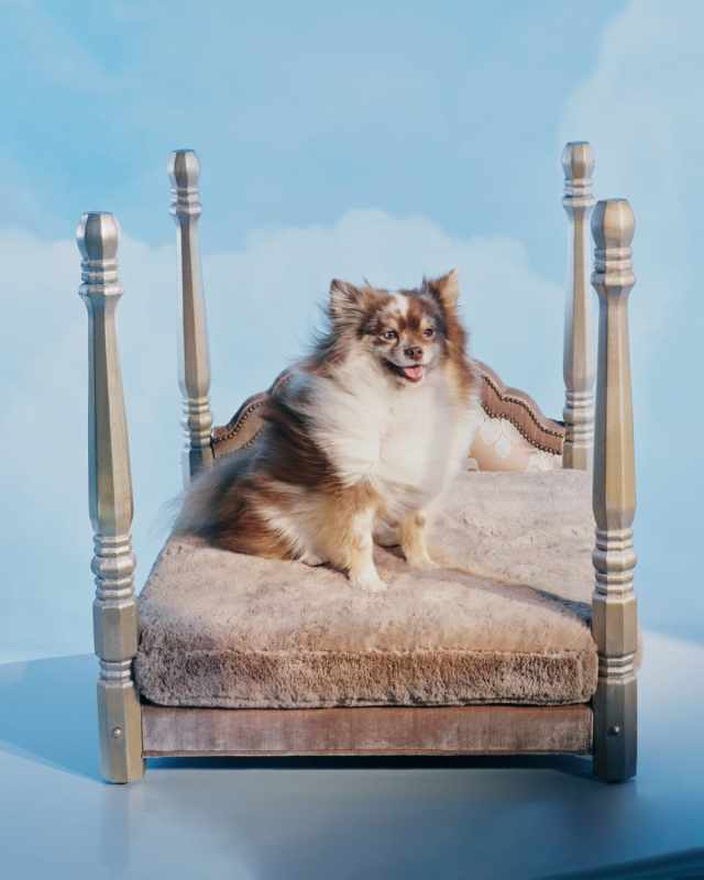 Jaiga Poster Pet Bed