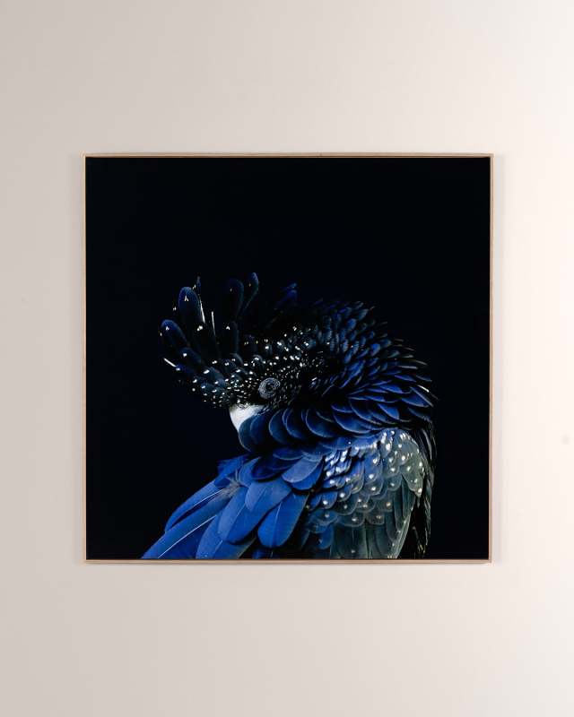 "Red-Tailed Black Cockatoo" Print by Getty Images