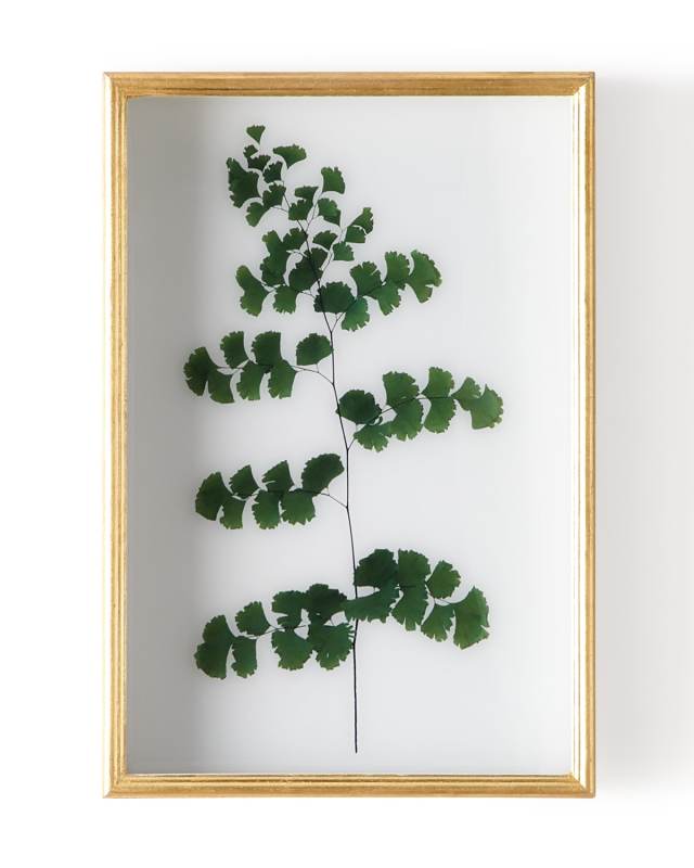 "Fern III" Shadow Box Display