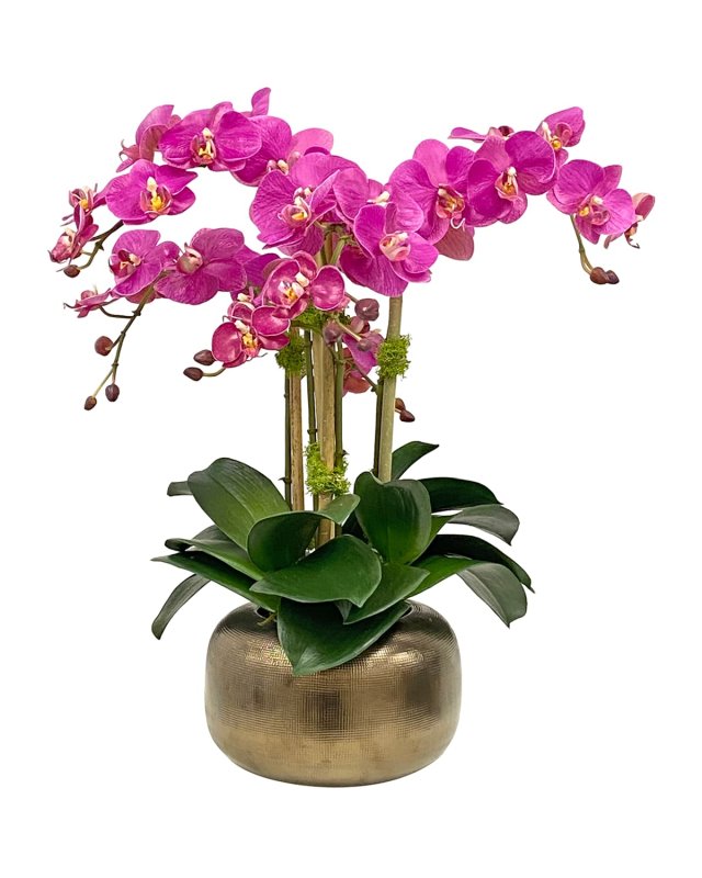 Orchid in Artisanal Pot