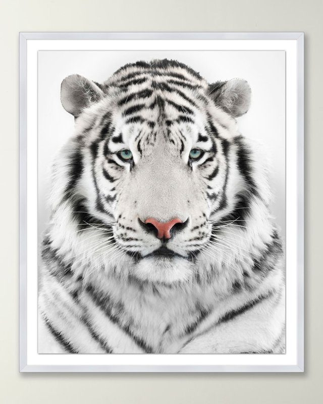 Snow Tiger Giclee