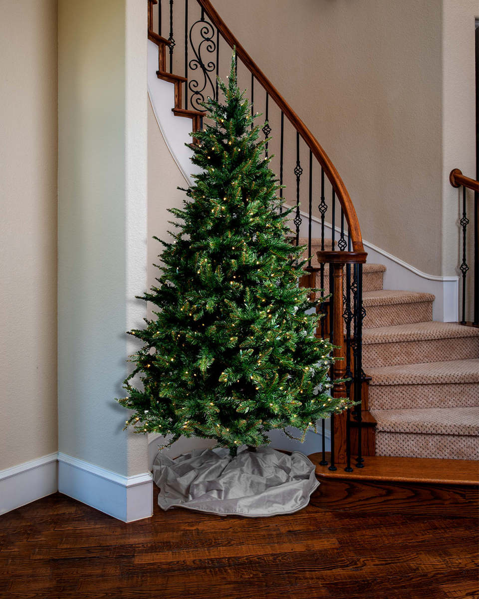 7.5' Aspen Pine Tree