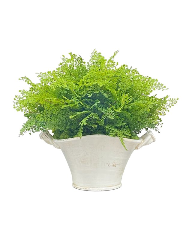 Spring Fern in Planter
