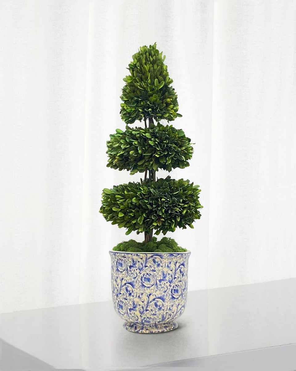 Rodeo Boxwood Topiary