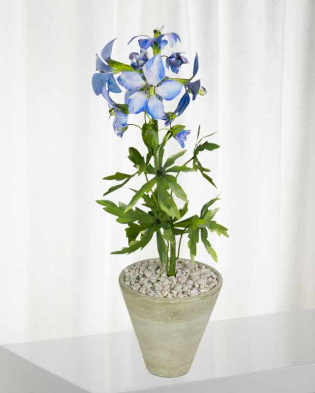 Delphinium July Birth Flower in White Terracotta Pot