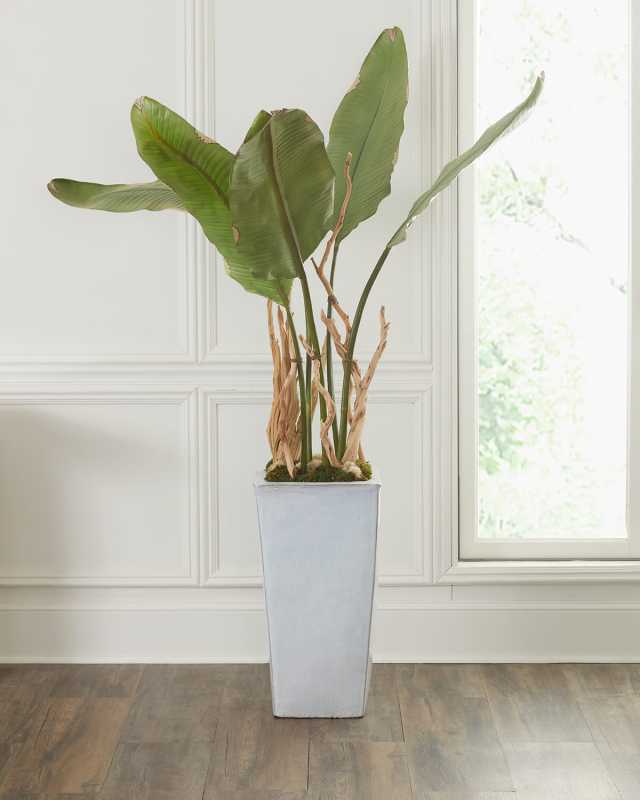 Banana Leaf Tree