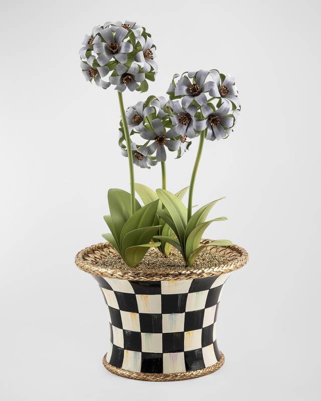 Botany Potted Hyacinth Arrangement