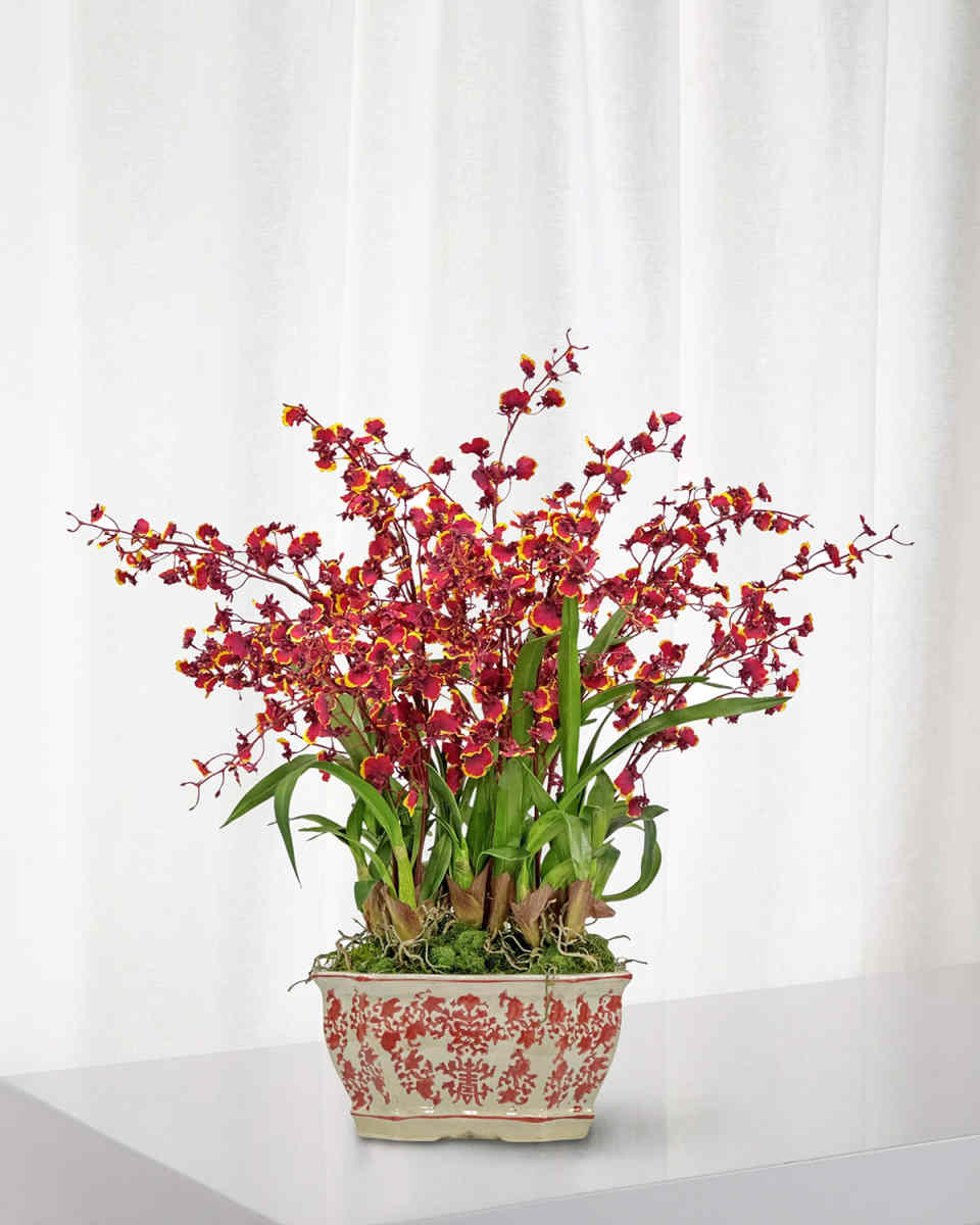 Dancing Oncidium in Longline Planter