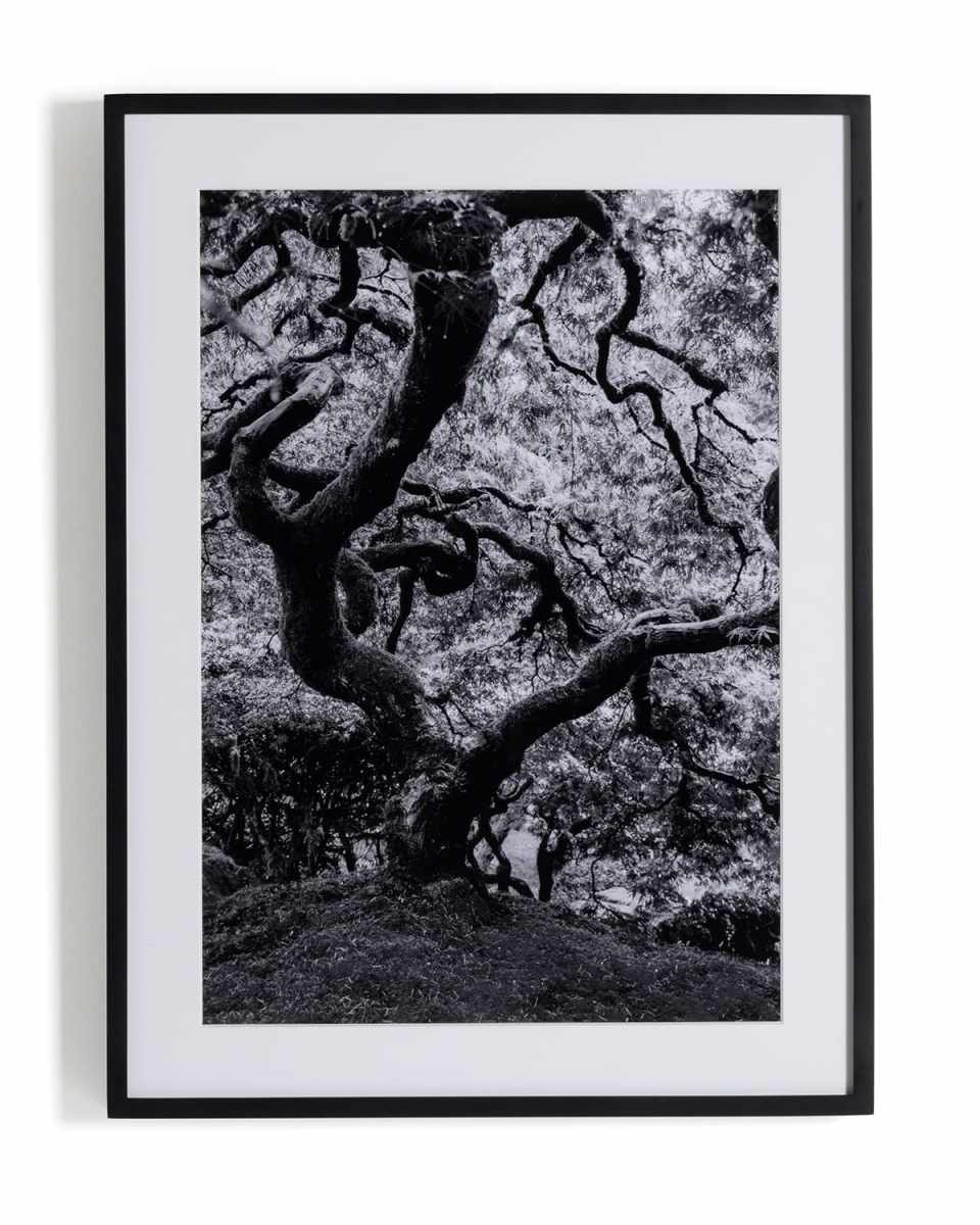 "Tree Gaze IV" Art Print