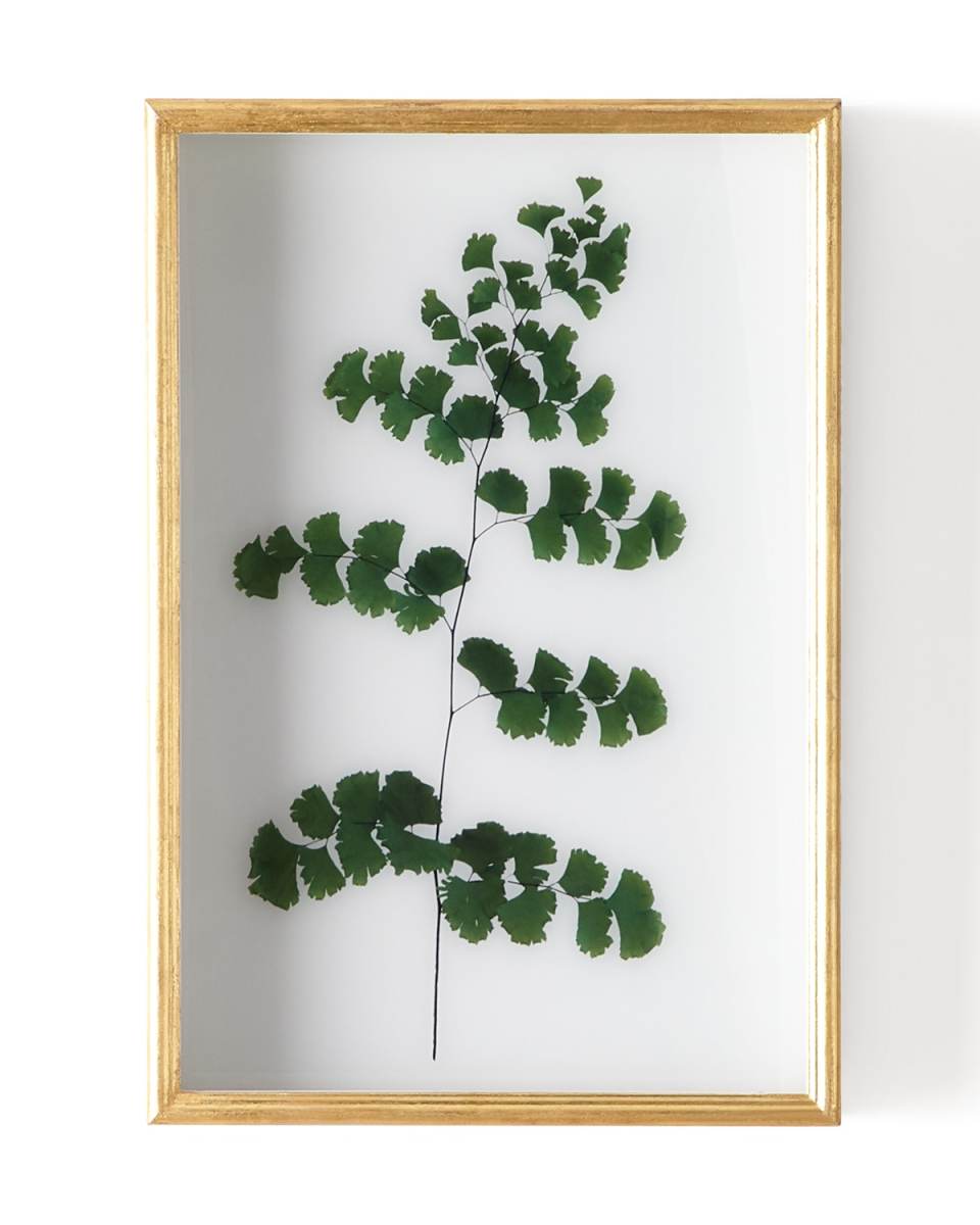 "Fern I" Shadow Box Display