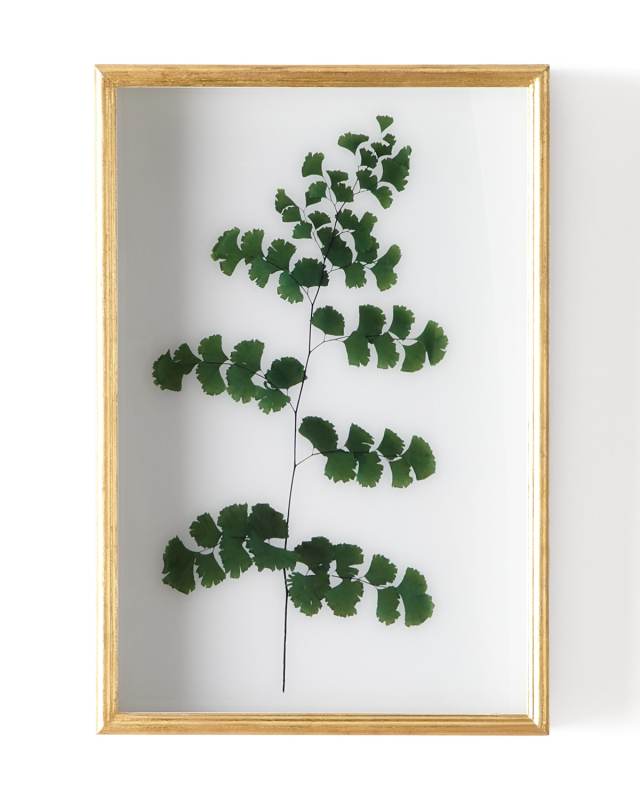 "Fern I" Shadow Box Display