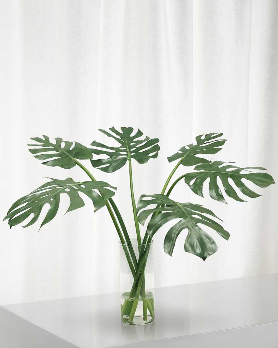 Monstera in Cylinder Vase