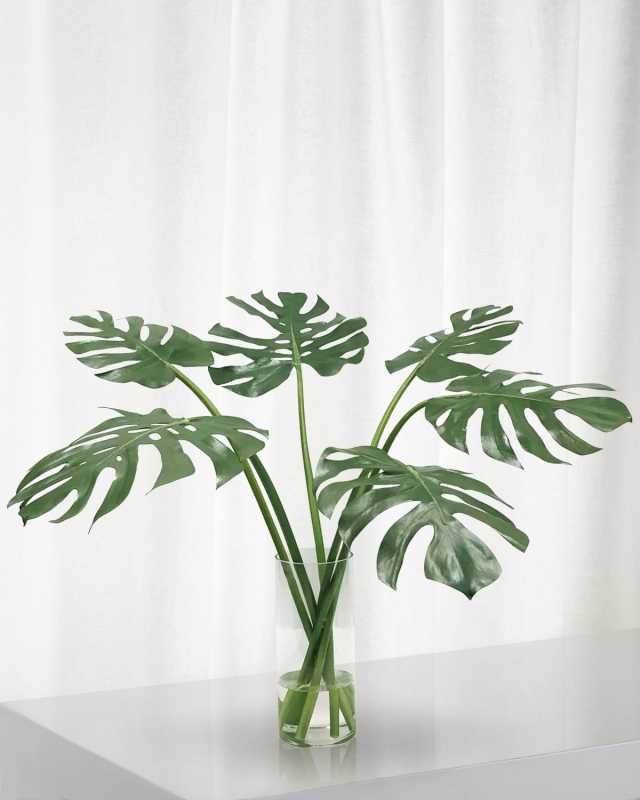 Monstera in Cylinder Vase