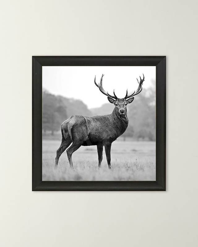 "Proud Deer" Giclee