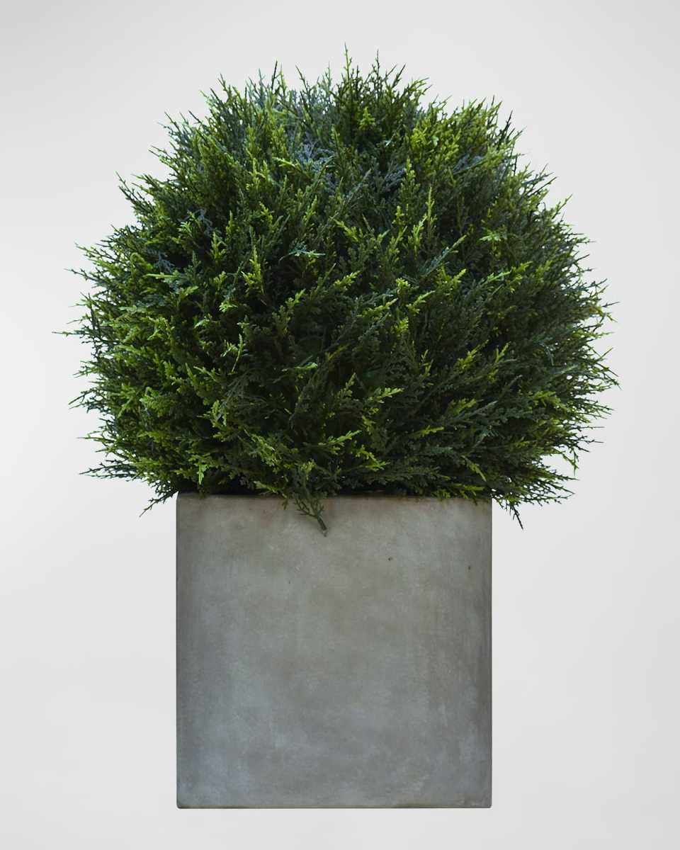 Cypress Ball Topiary in Concrete Planter