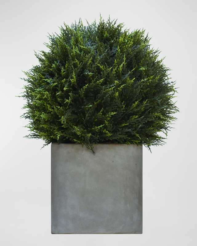 Cypress Ball Topiary in Concrete Planter
