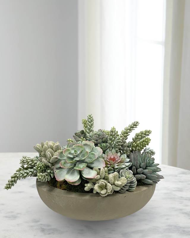 Succulents in Bowl