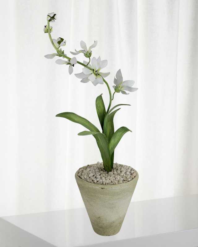 Freesia March Birth Flower in White Terracotta Pot