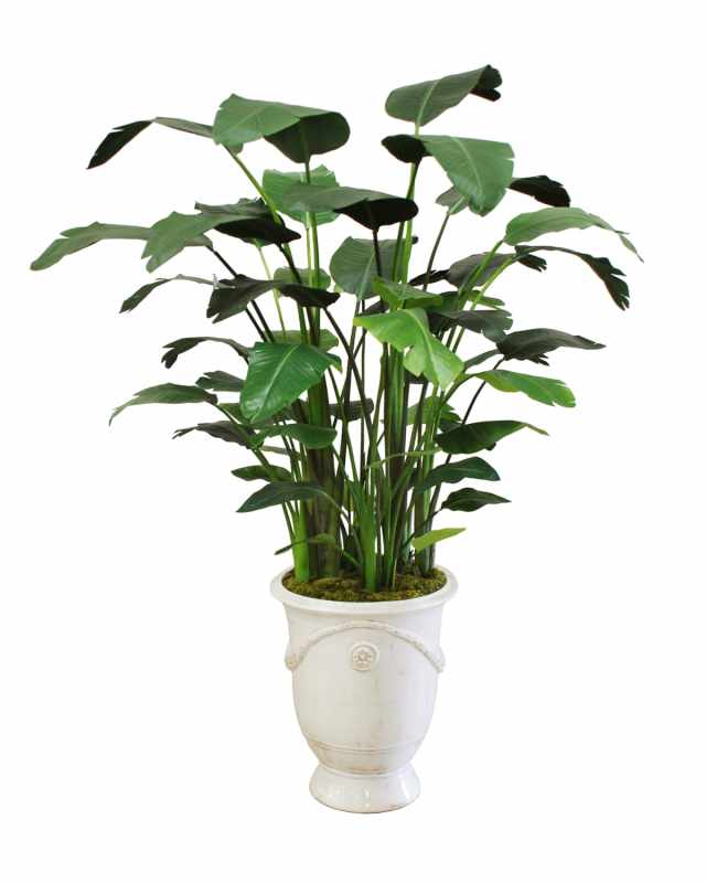 Banana Tree in Tuscan Urn