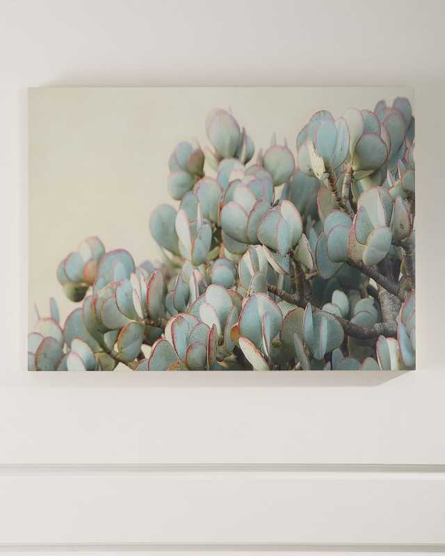 "Succulent 2" Photograph Print on Maple Box Art