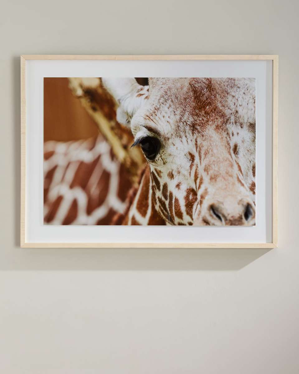 "Giraffe" Photography Print on Canvas Framed Wall Art