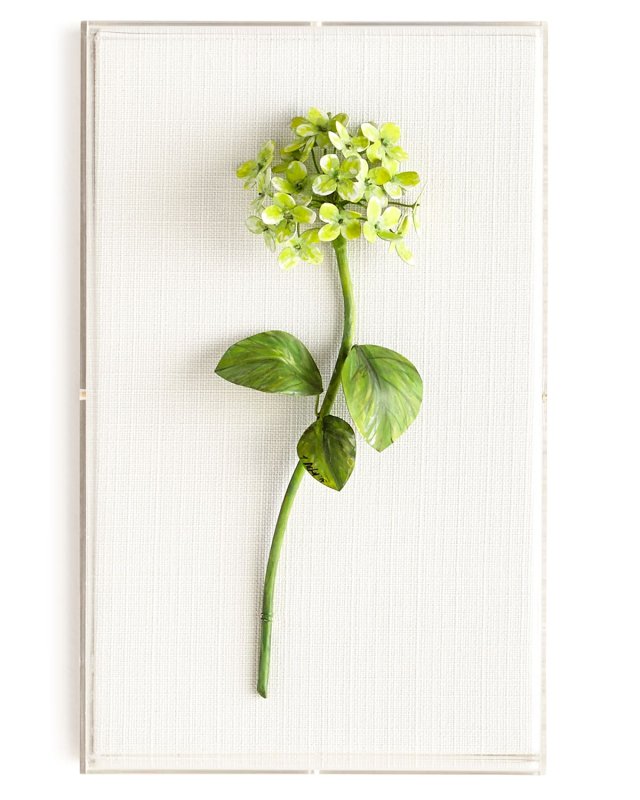 Original Painted Hydrangea Study