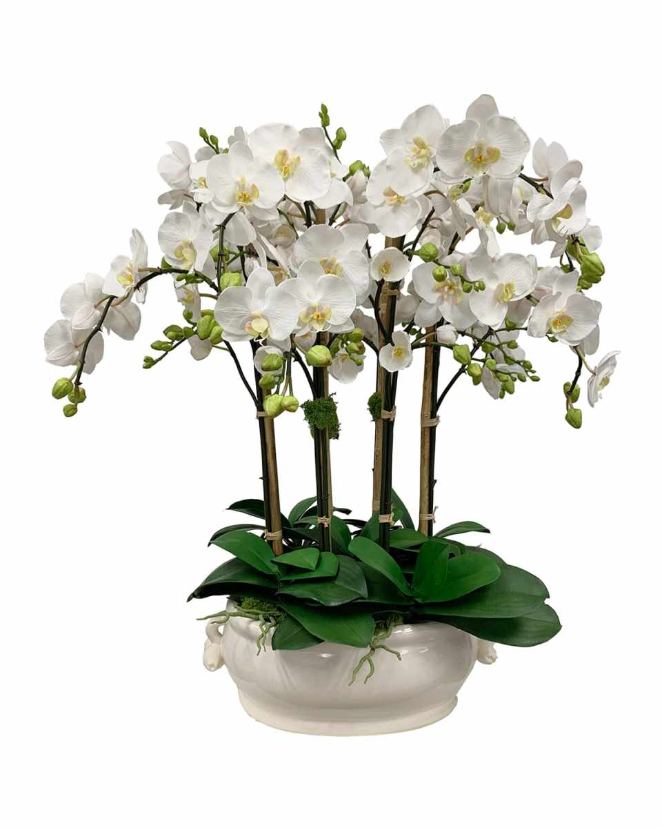Orchid in Oval Cache Pot