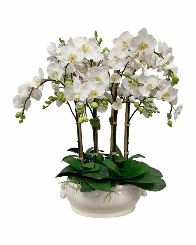 Orchid in Oval Cache Pot