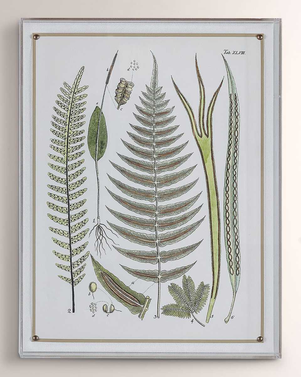 "Ferns V" Giclee