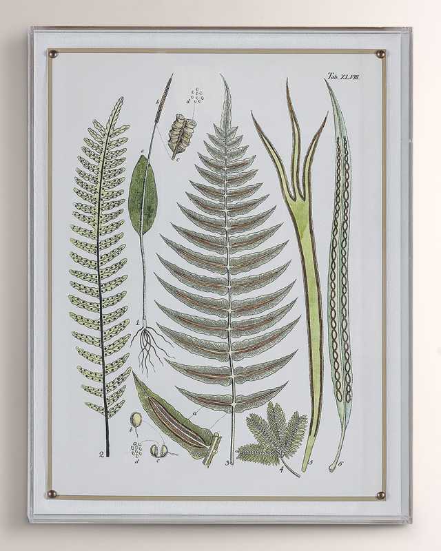 "Ferns V" Giclee