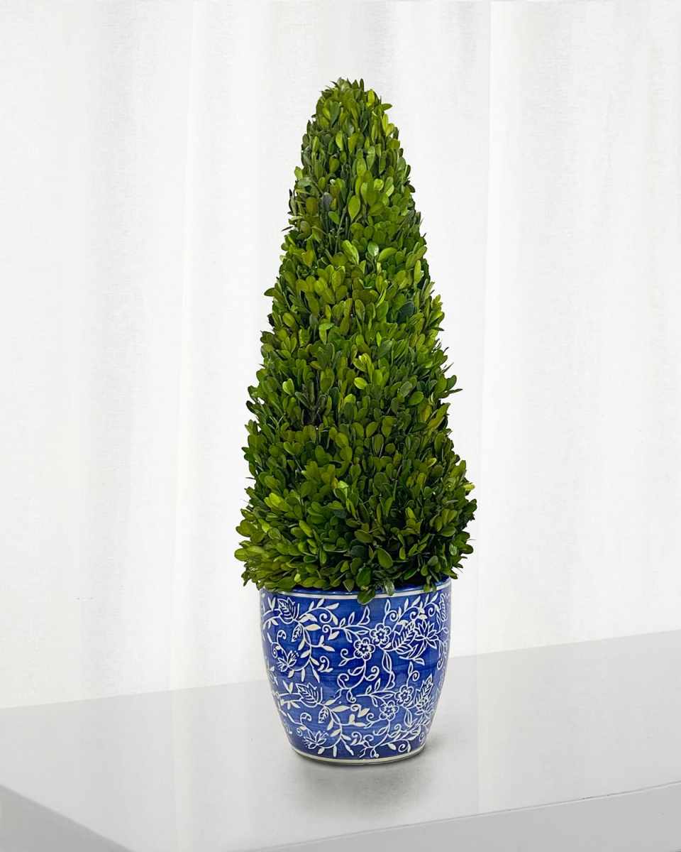 Preserved Boxwood Cone Topiary In Porcelain Lotus Pot - 28"