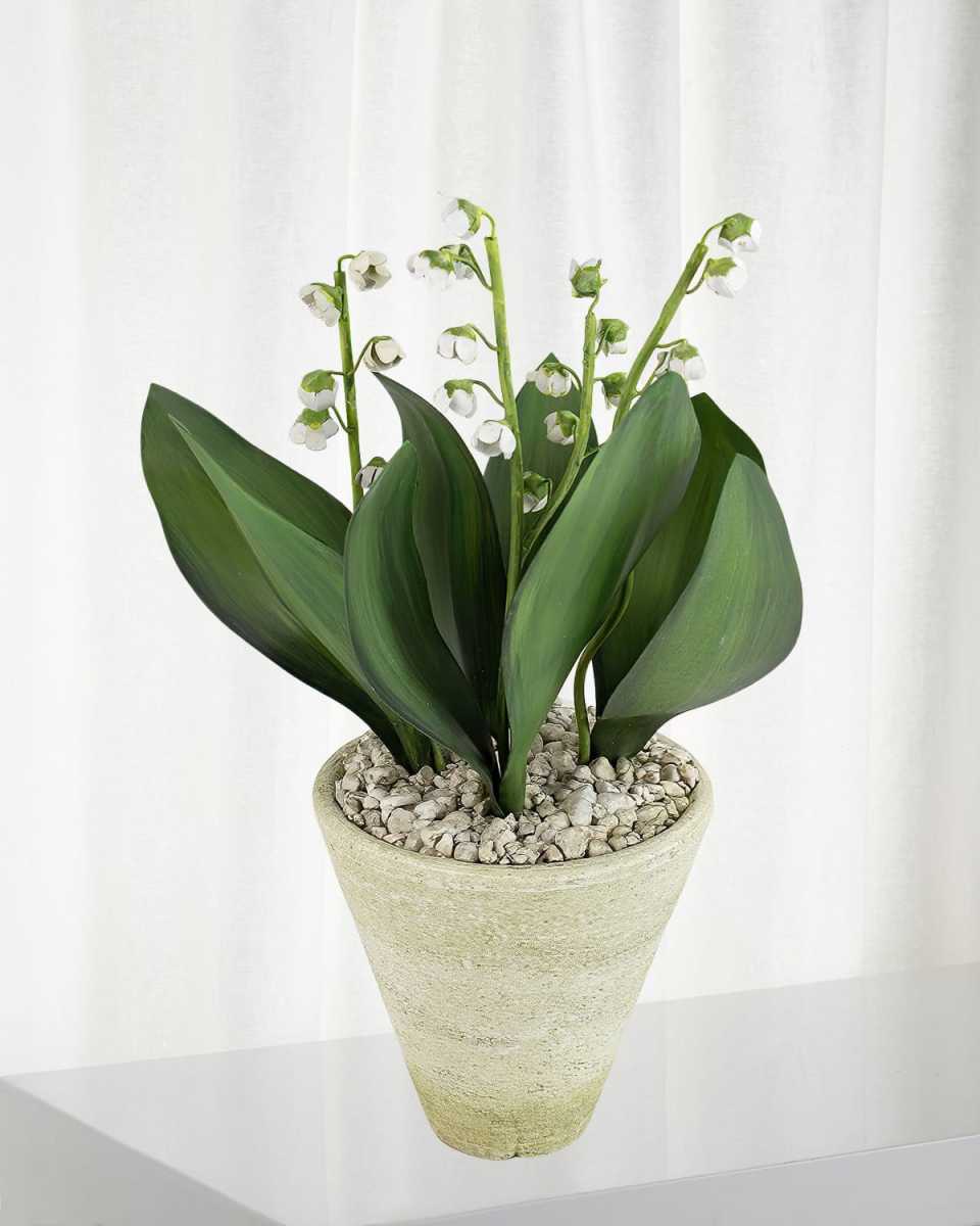 Lily of the Valley May Birth Flower in White Terracotta Pot