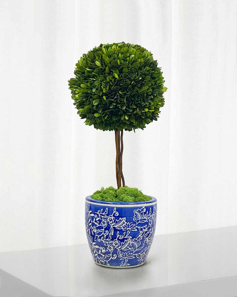 Preserved Boxwood Ball Topiary In Porcelain Pot - 24"