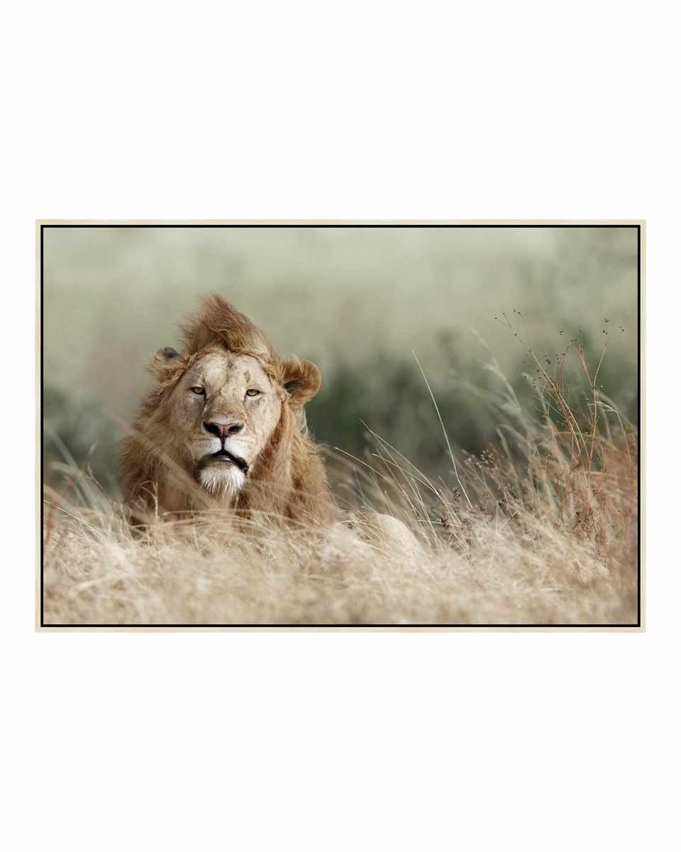 "Your Majesty" Photography