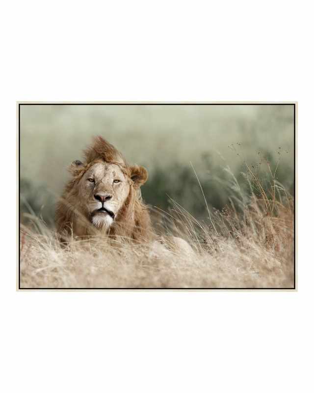 "Your Majesty" Photography