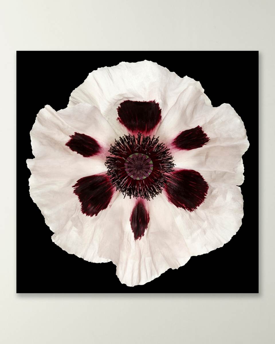 White Poppy Giclee