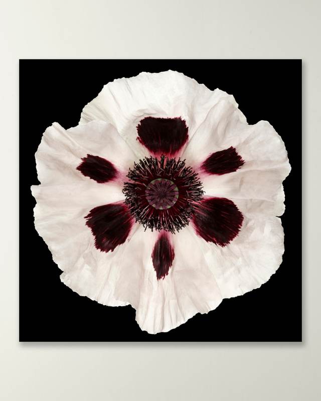 White Poppy Giclee