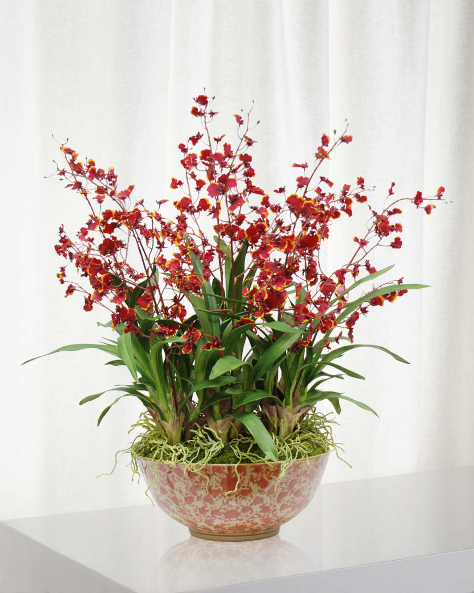 Oncidium Orchid in Long Life Bowl