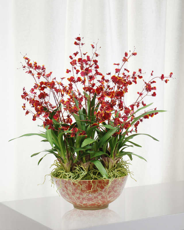 Oncidium Orchid in Long Life Bowl