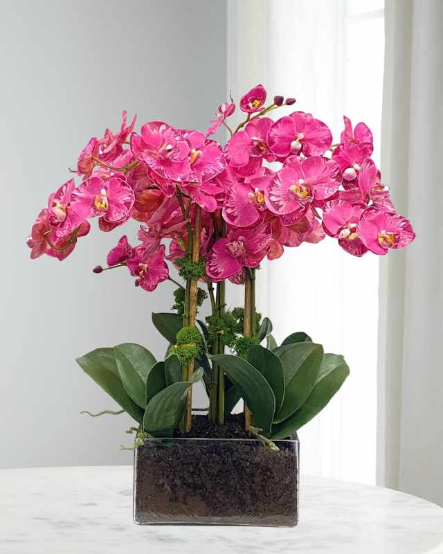 Phalaenopsis Orchid Arrangement in Square Vase