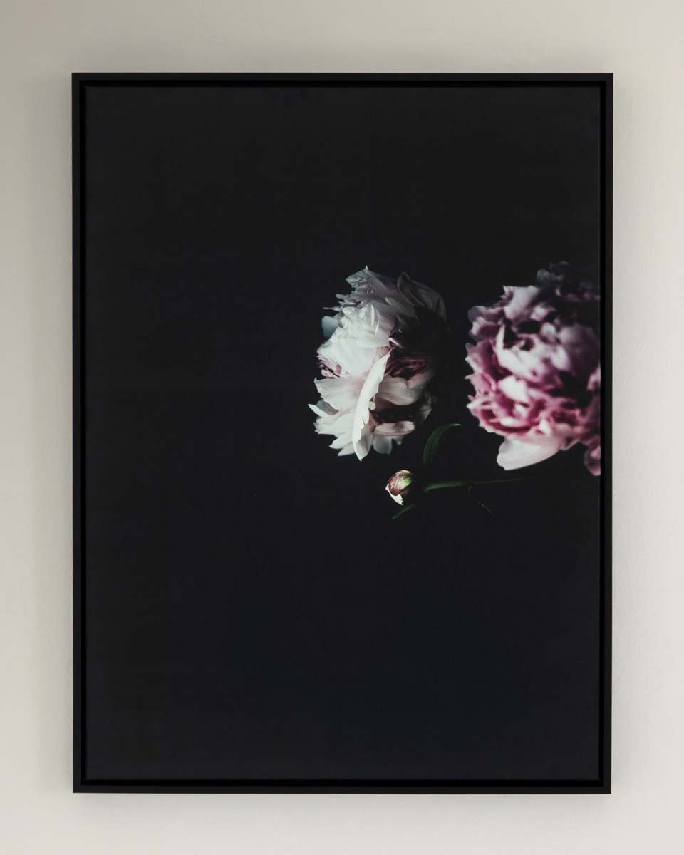 "Hiding in the Corner" Photography Print on Canvas Framed Wall Art