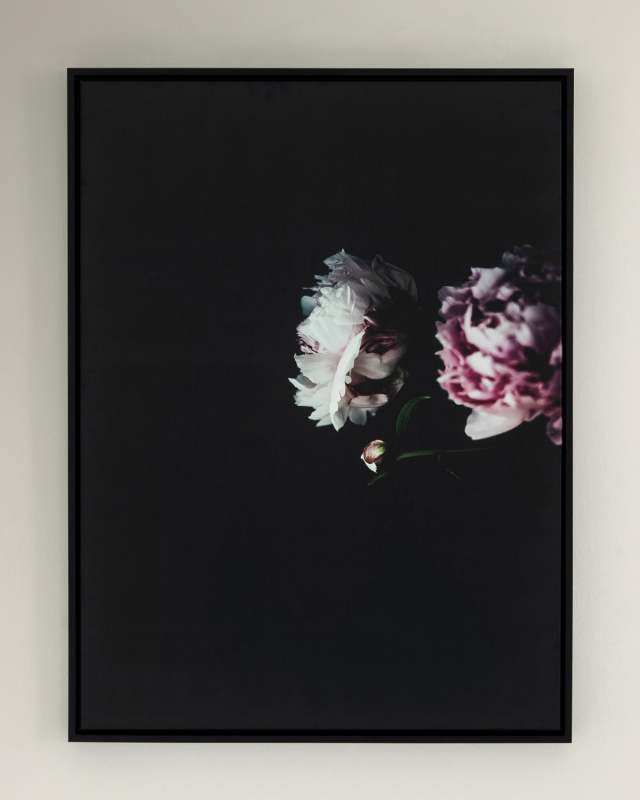 "Hiding in the Corner" Photography Print on Canvas Framed Wall Art