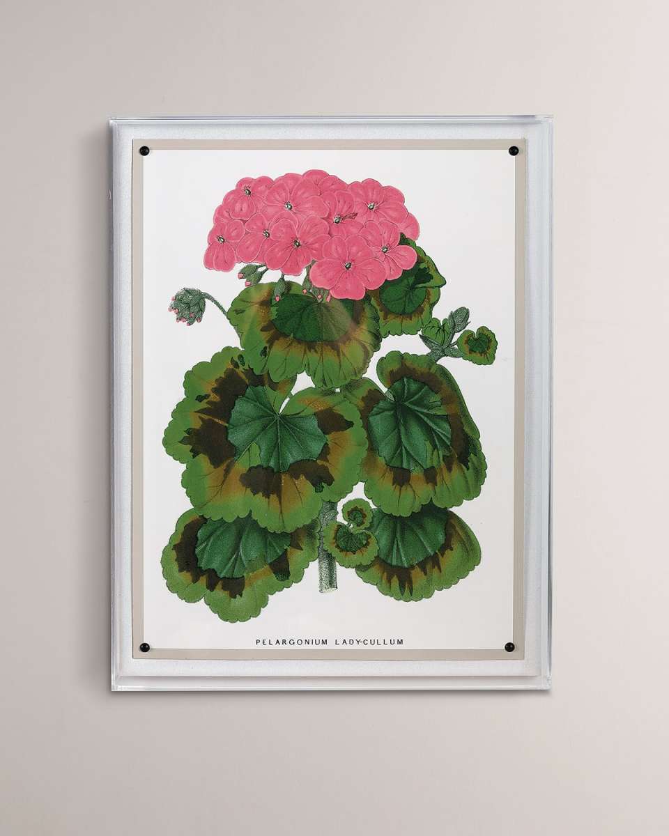 "Geranium III" Giclee Print