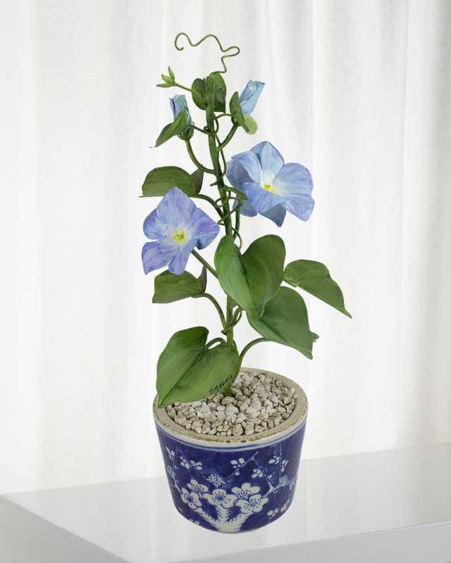 Morning Glory September Birth Flower in Ceramic Pot