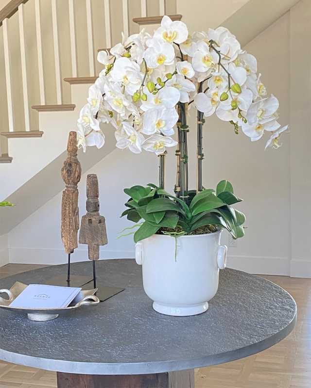 Phalaenopsis in Cache Pot