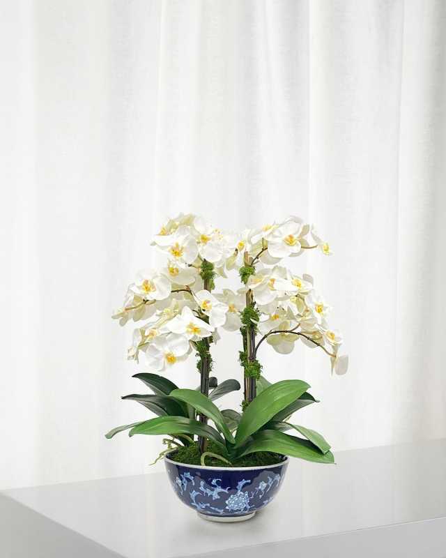 Orchid in Longlife Bowl