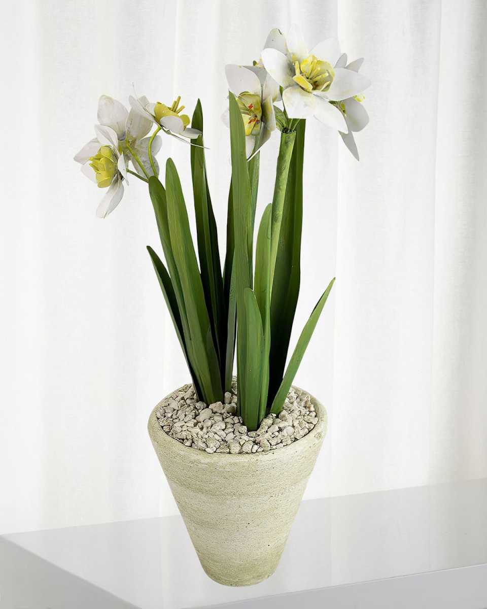 Narcissus December Birth Flower in White Terracotta Pot