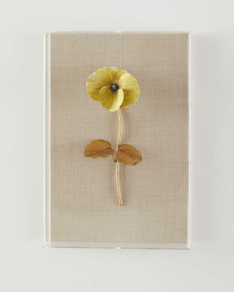"Pansy Study 2" Wall Art